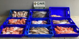 Apreendidos 92 quilos de pescado e artes de pesca proibidas na Terceira