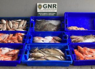 Apreendidos 92 quilos de pescado e artes de pesca proibidas na Terceira