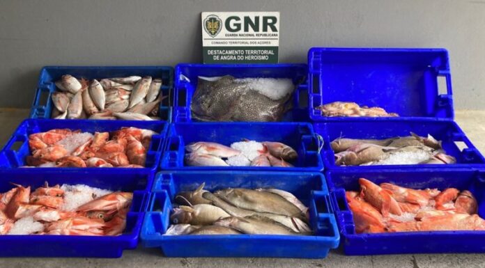 Apreendidos 92 quilos de pescado e artes de pesca proibidas na Terceira