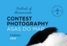 A associação Asas do Mar lança concurso de fotografia “Aves Marinhas da Macaronésia”