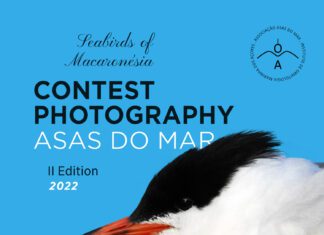 A associação Asas do Mar lança concurso de fotografia “Aves Marinhas da Macaronésia”