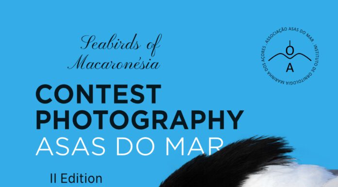 A associação Asas do Mar lança concurso de fotografia “Aves Marinhas da Macaronésia”