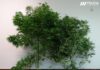 Detido homem na Graciosa pelo crime de tráfico e cultivo de Canábis Sativa