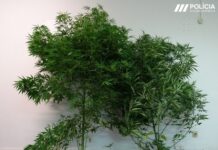 Detido homem na Graciosa pelo crime de tráfico e cultivo de Canábis Sativa