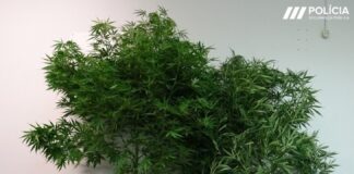 Detido homem na Graciosa pelo crime de tráfico e cultivo de Canábis Sativa