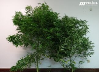Detido homem na Graciosa pelo crime de tráfico e cultivo de Canábis Sativa