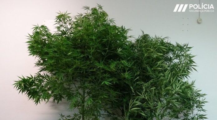 Detido homem na Graciosa pelo crime de tráfico e cultivo de Canábis Sativa