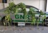 Apreendidas seis plantas de canábis na ilha das Flores