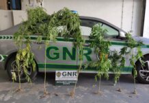 Apreendidas seis plantas de canábis na ilha das Flores