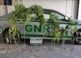 Apreendidas seis plantas de canábis na ilha das Flores