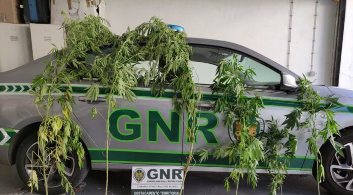 Apreendidas seis plantas de canábis na ilha das Flores