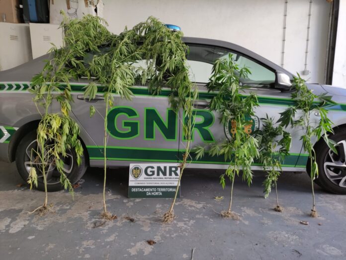 GNR Açores - Apreensão