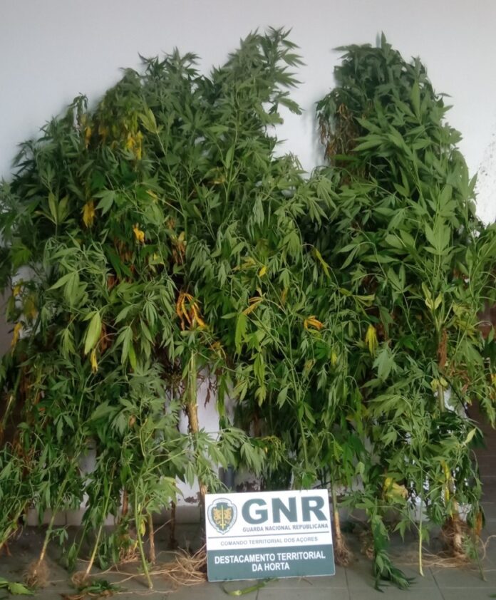 GNR Açores - Apreensão