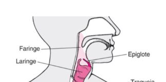 CLICK SAÚDE & BEM ESTAR – Fisioterapia Respiratória