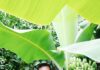 Diversificação agrícola e novo modelo de apoios precisam-se
