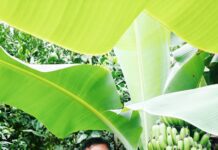 Diversificação agrícola e novo modelo de apoios precisam-se