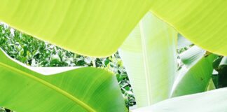 Diversificação agrícola e novo modelo de apoios precisam-se