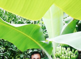 Diversificação agrícola e novo modelo de apoios precisam-se