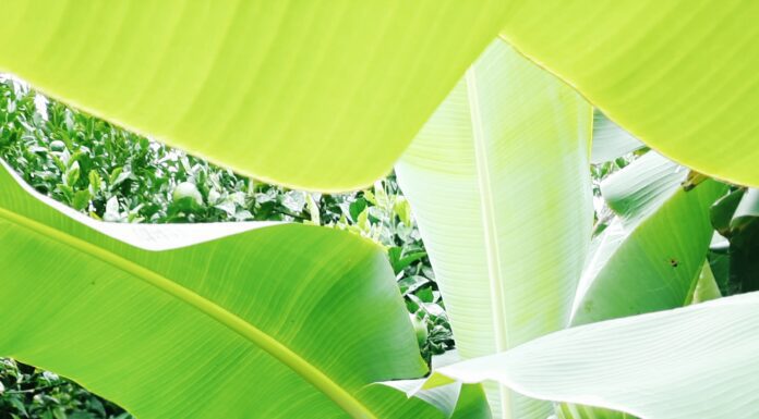 Diversificação agrícola e novo modelo de apoios precisam-se
