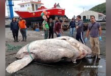 Maior Peixe-Lua do mundo encontrado no Faial