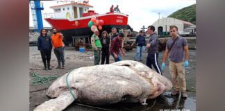 Maior Peixe-Lua do mundo encontrado no Faial