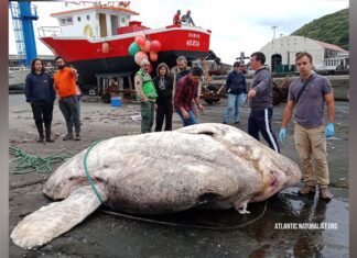 Maior Peixe-Lua do mundo encontrado no Faial