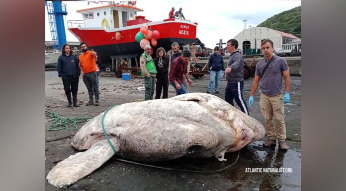 Maior Peixe-Lua do mundo encontrado no Faial
