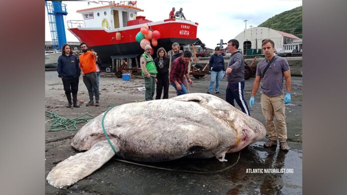 221018101851-01-heaviest-sunfish