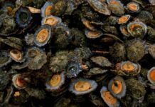 Apanha das Lapas nos Açores em defeso até maio de 2023