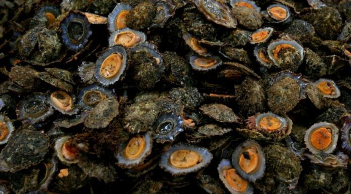 Apanha das Lapas nos Açores em defeso até maio de 2023