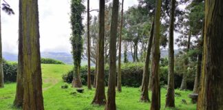 Orçamento Participativo Açores 2021- Parque da Floresta concluído em 2024 DR