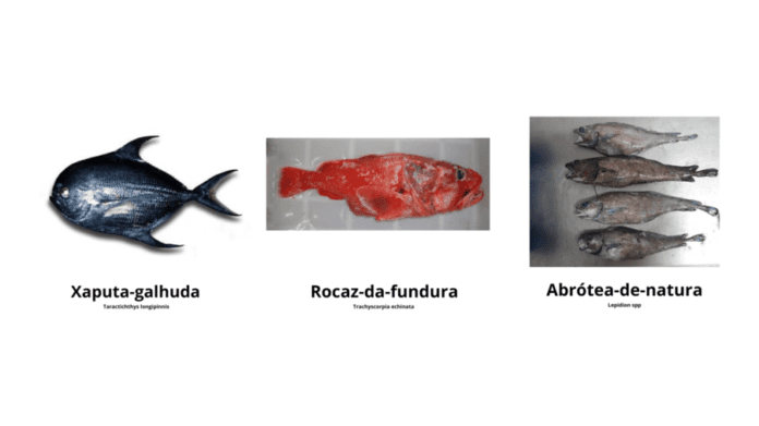 peixe