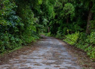 Investimentos | Governo Regional autoriza contratação para o projeto da estrada Cabouco-Ribeira Funda