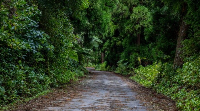 Investimentos | Governo Regional autoriza contratação para o projeto da estrada Cabouco-Ribeira Funda
