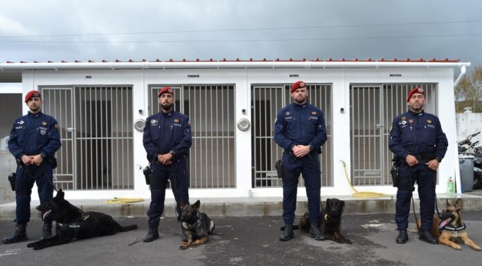 Polícia Segurança Pública | Agentes de quatro patas chegam ao Faial