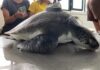 Okeanos – Instituto de Investigação em Ciências do Mar – Emília, a tartaruga-verde que atravessou o Oceano Atlântico