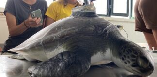 Okeanos – Instituto de Investigação em Ciências do Mar – Emília, a tartaruga-verde que atravessou o Oceano Atlântico