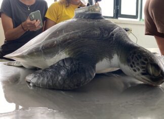 Okeanos – Instituto de Investigação em Ciências do Mar – Emília, a tartaruga-verde que atravessou o Oceano Atlântico