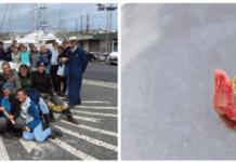 No More Plastics for the Azores | Centenas de quilos de lixo recolhidos na última limpeza