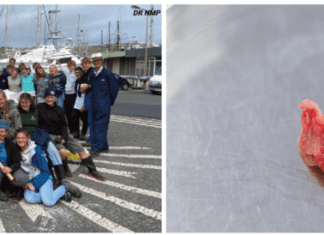 No More Plastics for the Azores | Centenas de quilos de lixo recolhidos na última limpeza