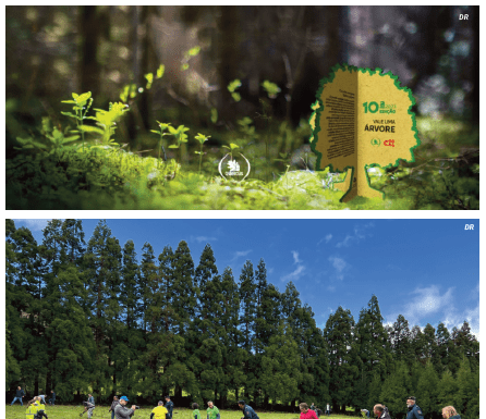 “Uma Árvore pela Floresta” | GNR e CTT da Horta envolvidos na iniciativa