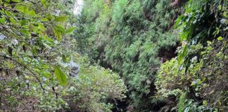 Outros trails | Trail Run das Nascentes