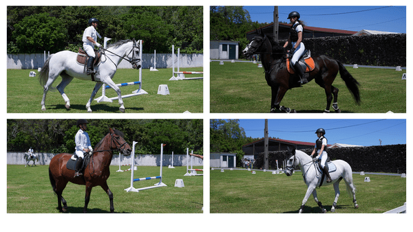 cavalos