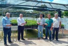 Governo dos Açores aposta em projeto de experimentação de novas variedades de café