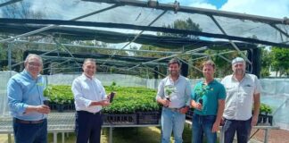 Governo dos Açores aposta em projeto de experimentação de novas variedades de café