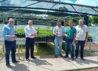 Governo dos Açores aposta em projeto de experimentação de novas variedades de café