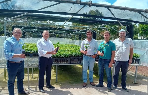 Governo dos Açores aposta em projeto de experimentação de novas variedades de café