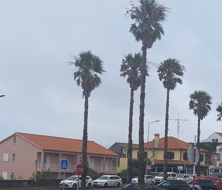 Praça de táxis do Hospital da Horta | Associação de Taxistas do Faial e Conselho de Administração contradizem-se