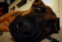 Animais de estimação e saúde psicológica | Um olhar sobre os benefícios para miúdos e graúdos