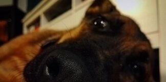 Animais de estimação e saúde psicológica | Um olhar sobre os benefícios para miúdos e graúdos